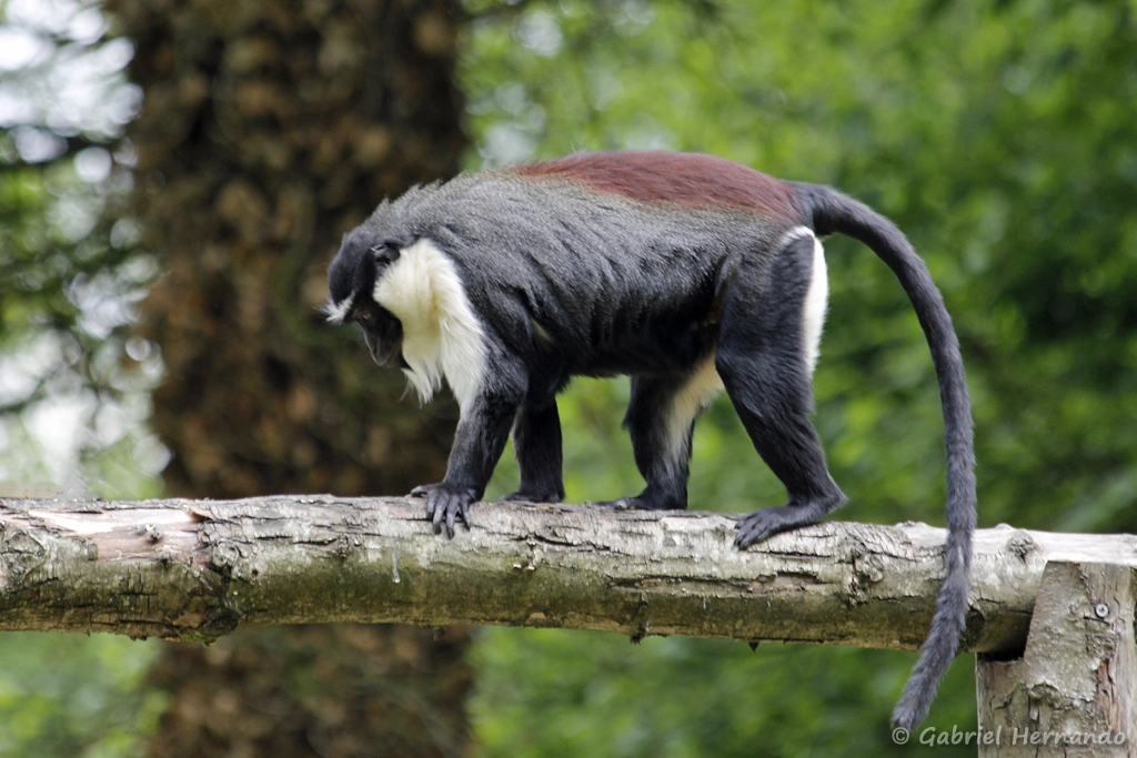 Cercopithèque de Roloway - Cercopithecus roloway (CERZA, Hermival les Vaux, mai 2019)