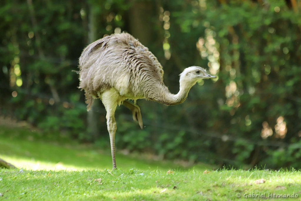Nandou d'Amérique - Rhea americana (ZooParc de Beauval, mai 2025)