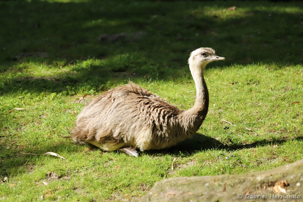 Nandou d'Amérique - Rhea americana (ZooParc de Beauval, mai 2025)