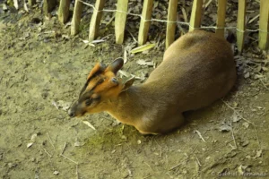 Muntjac de Reeves - Muntiacus reevesi (ZooParc de Beauval, mai 2025)