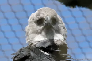 Harpie féroce Harpia harpyja (ZooParc de Beauval, mai 2025)