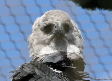 Harpie féroce Harpia harpyja (ZooParc de Beauval, mai 2025)
