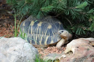 Tortue étoilée de Madagascar - Astrochelys radiata (ZooParc de Beauval, mai 2025)