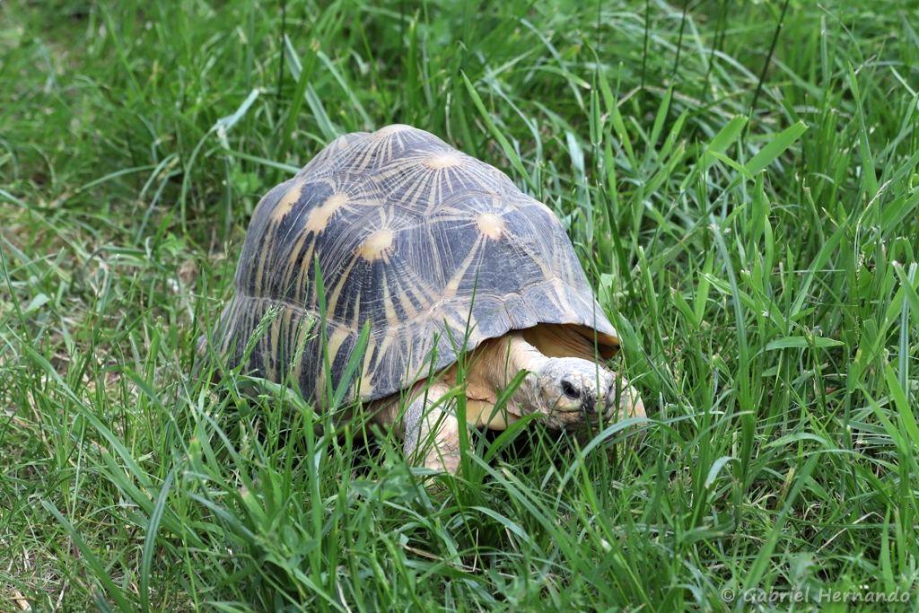 Tortue étoilée de Madagascar - Astrochelys radiata (ZooParc de Beauval, mai 2025)