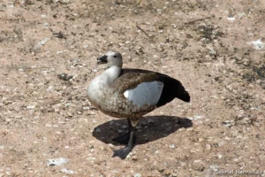 Ouette à ailes bleues - Cyanochen cyanoptera (ZooParc de Beauval, mai 2025)