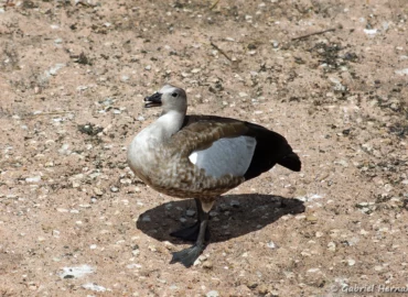 Ouette à ailes bleues - Cyanochen cyanoptera (ZooParc de Beauval, mai 2025)