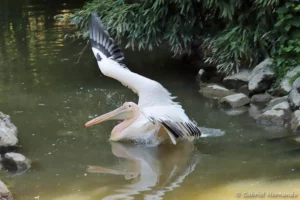 Pélican blanc s'ébattant sur l'eau - Pelecanus onocrotalus (ZooParc de Beauval, mai 2025)
