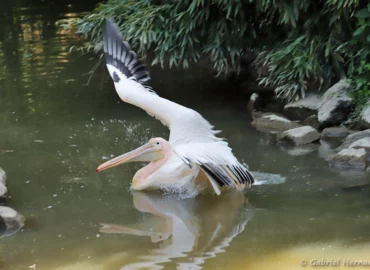 Pélican blanc s'ébattant sur l'eau - Pelecanus onocrotalus (ZooParc de Beauval, mai 2025)