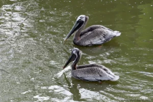 Pélican brun - Pelecanus occidentalis (ZooParc de Beauval, mai 2025)