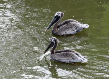 Pélican brun - Pelecanus occidentalis (ZooParc de Beauval, mai 2025)