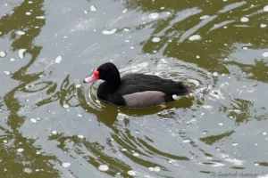 Nette demi-deuil - Netta peposaca (ZooParc de Beauval, mai 2025)