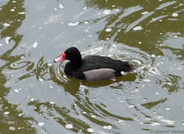 Nette demi-deuil - Netta peposaca (ZooParc de Beauval, mai 2025)