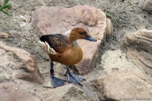 Dendrocygne fauve - Dendrocygna bicolor (ZooParc de Beauval, mai 2025)