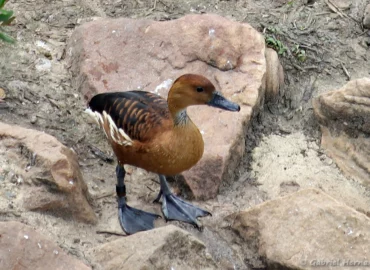 Dendrocygne fauve - Dendrocygna bicolor (ZooParc de Beauval, mai 2025)