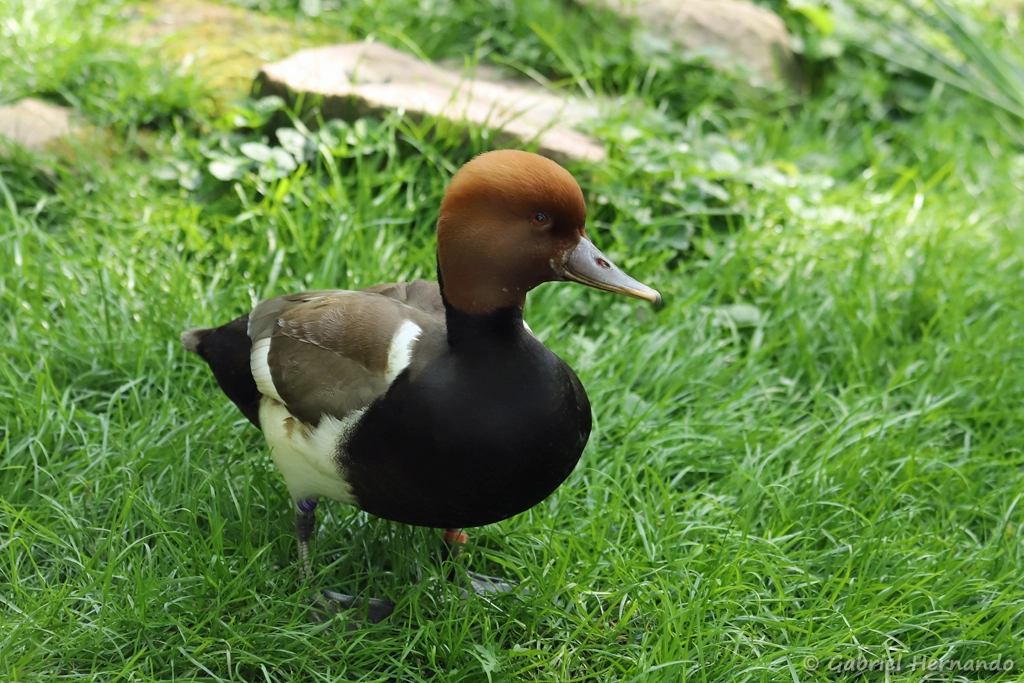 Nette rousse - Netta rufina (ZooParc de Beauval, mai 2025)