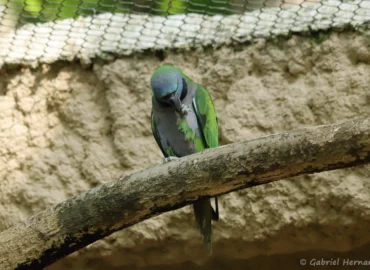 Perruche de Derby Psittacula derbiana (ZooParc de Beauval, mai 2025)