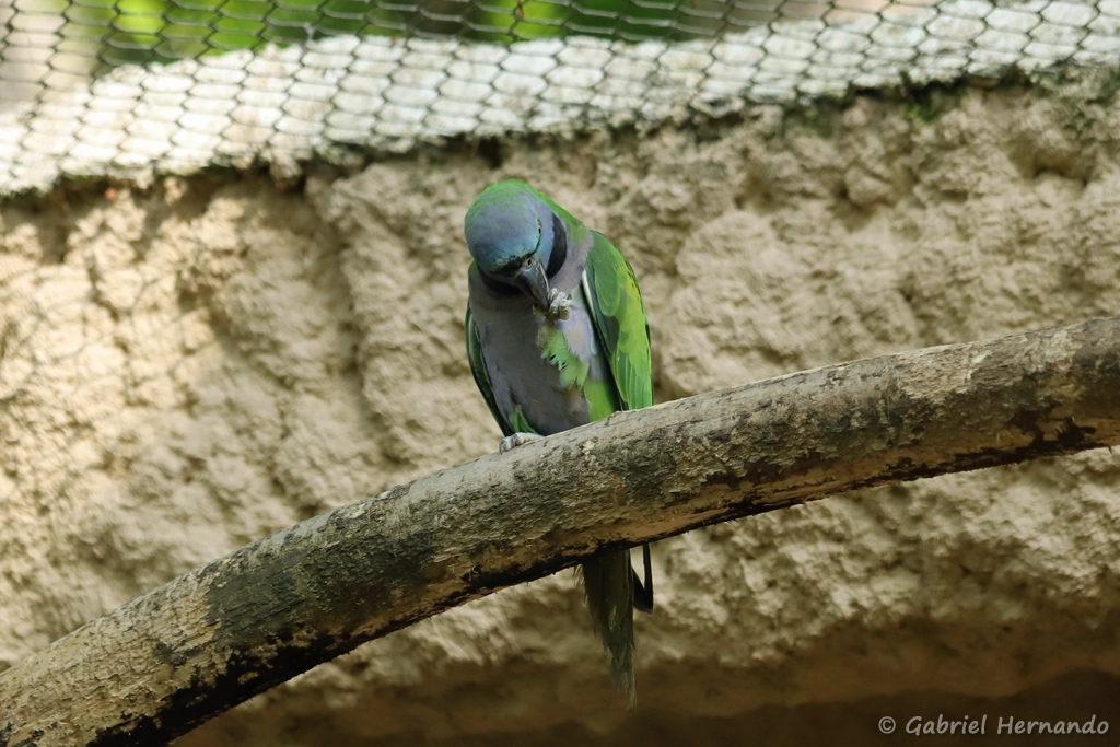 Perruche de Derby Psittacula derbiana (ZooParc de Beauval, mai 2025)