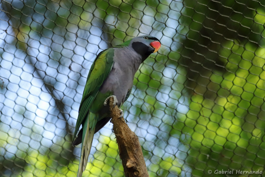 Perruche de Derby
Psittacula derbiana (ZooParc de Beauval, mai 2025)