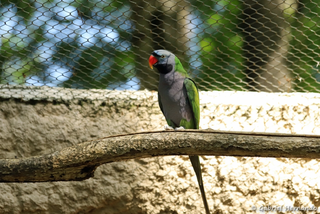 Perruche de Derby
Psittacula derbiana (ZooParc de Beauval, mai 2025)