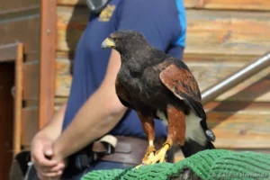 Buse de Harris - Parabuteo unicinctus (ZooParc de Beauval, mai 2025)