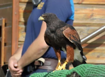 Buse de Harris - Parabuteo unicinctus (ZooParc de Beauval, mai 2025)