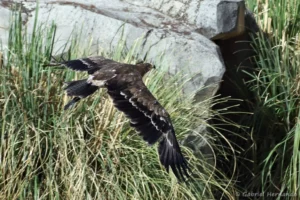 Aigle des steppes - Aquila nipalensis (ZooParc de Beauval, mai 2025)