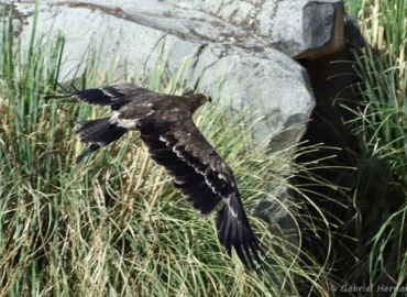 Aigle des steppes - Aquila nipalensis (ZooParc de Beauval, mai 2025)