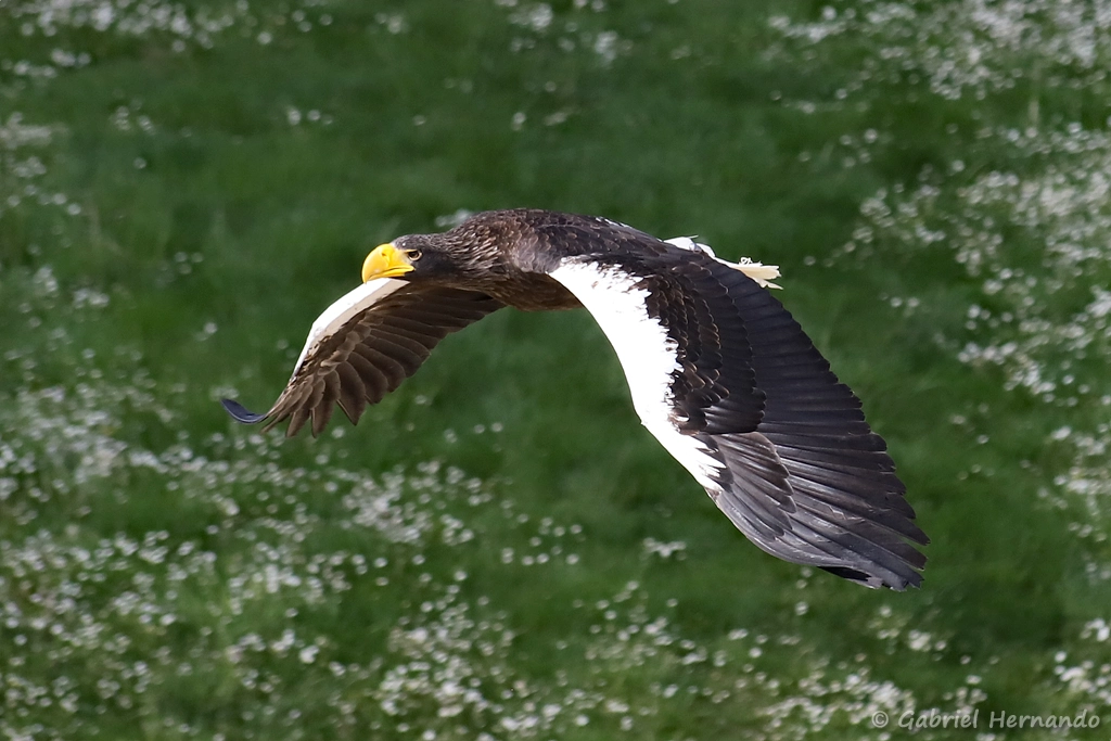 Pygargue de Steller - Haliaeetus pelagicus (ZooParc de Beauval, mai 2025)