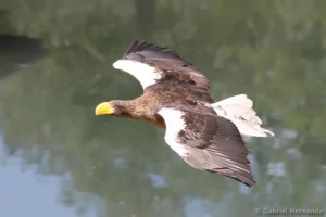 Pygargue de Steller - Haliaeetus pelagicus (ZooParc de Beauval, mai 2025)