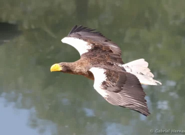 Pygargue de Steller - Haliaeetus pelagicus (ZooParc de Beauval, mai 2025)
