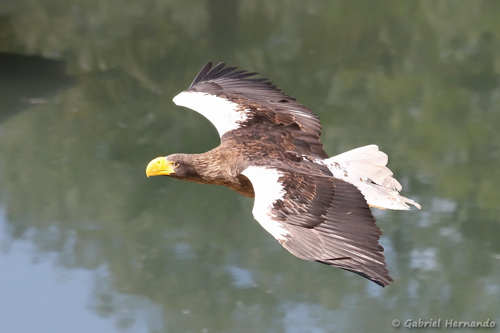 Pygargue de Steller - Haliaeetus pelagicus (ZooParc de Beauval, mai 2025)