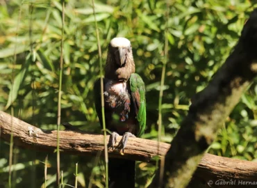 Papegeai maillé - Deroptyus accipitrinus accipitrinus (ZooParc de Beauval, mai 2025)
