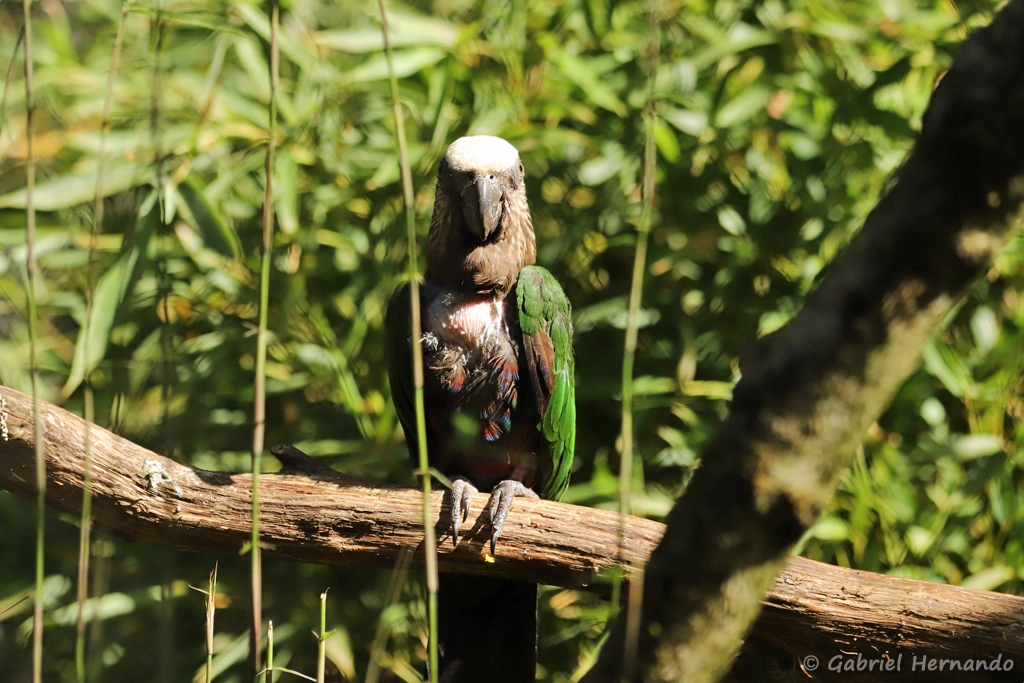 Papegeai maillé - Deroptyus accipitrinus accipitrinus (ZooParc de Beauval, mai 2025)