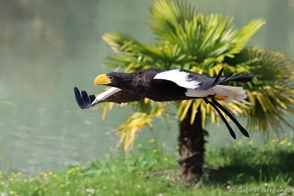 Pygargue de Steller - Haliaeetus pelagicus (ZooParc de Beauval, mai 2025)