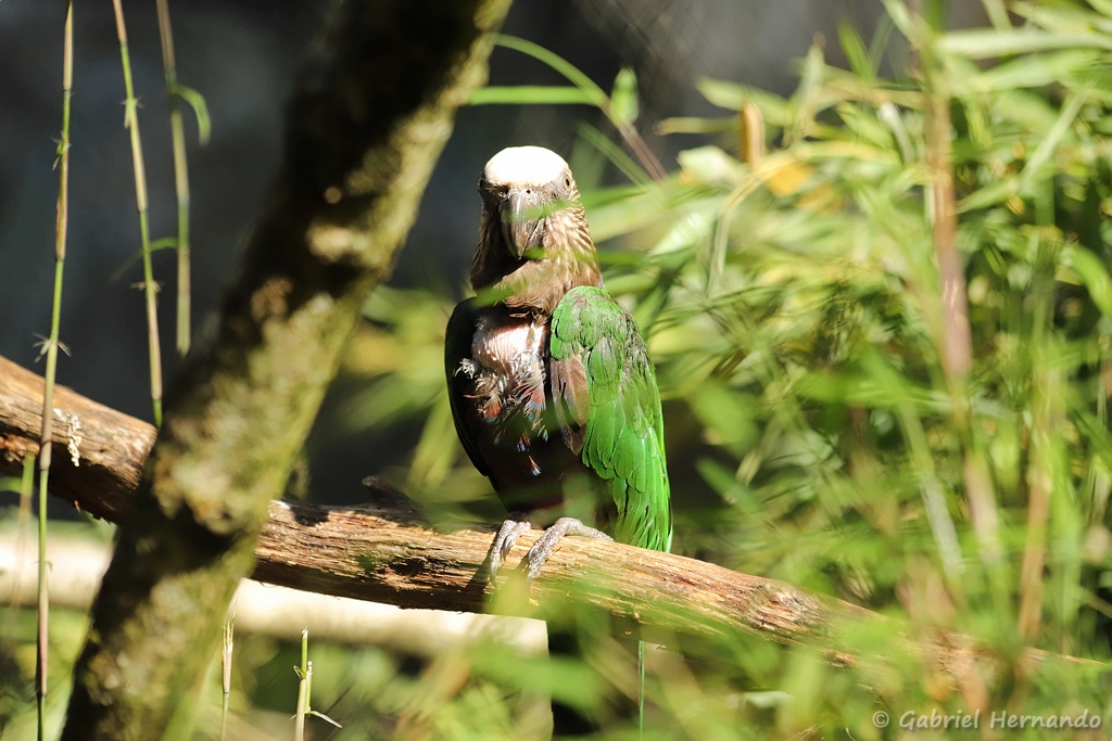 Papegeai maillé - 
Deroptyus accipitrinus accipitrinus (ZooParc de Beauval, mai 2025)