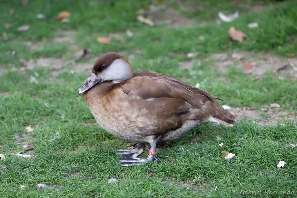 Femelle Nette rousse - Netta rufina (ZooParc de Beauval, mai 2025)