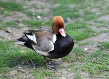 Mâle Nette rousse - Netta rufina (ZooParc de Beauval, mai 2025)