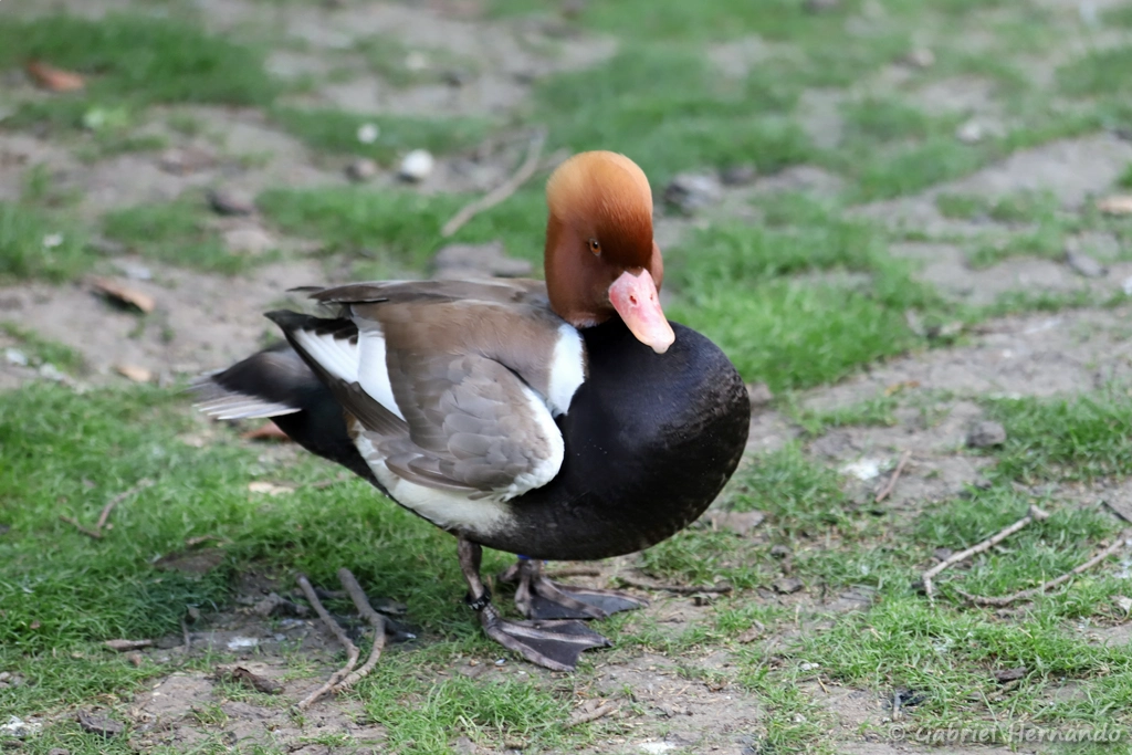 Mâle Nette rousse - Netta rufina (ZooParc de Beauval, mai 2025)