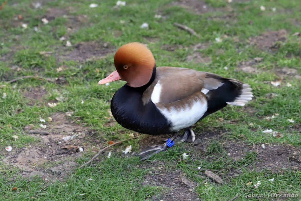 Nette rousse - Netta rufina (ZooParc de Beauval, mai 2025)