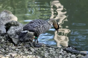 Bernache néné - Branta sandvicensis (ZooParc de Beauval, mai 2025)