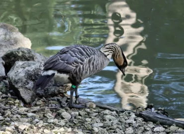 Bernache néné - Branta sandvicensis (ZooParc de Beauval, mai 2025)