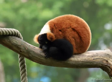 Vari roux - Varecia rubra (ZooParc de Beauval, mai 2025)