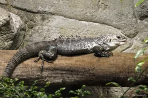 Iguane noir d'Útila - Ctenosaura bakeri (ZooParc de Beauval, mai 2025)