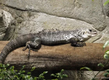 Iguane noir d'Útila - Ctenosaura bakeri (ZooParc de Beauval, mai 2025)