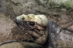 Iguane rhinocéros - Cyclura cornuta (ZooParc de Beauval, mai 2025)