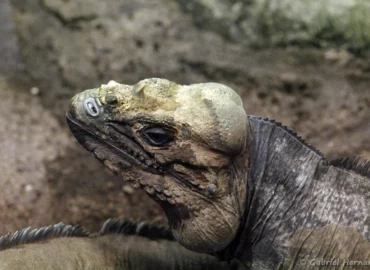 Iguane rhinocéros - Cyclura cornuta (ZooParc de Beauval, mai 2025)