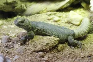 Uromastyx acanthinura (ZooParc de Beauval, mai 2025)