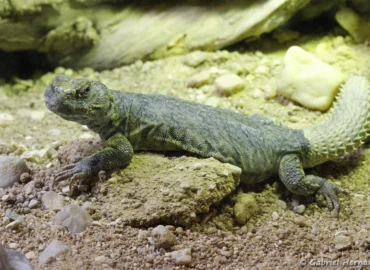 Uromastyx acanthinura (ZooParc de Beauval, mai 2025)