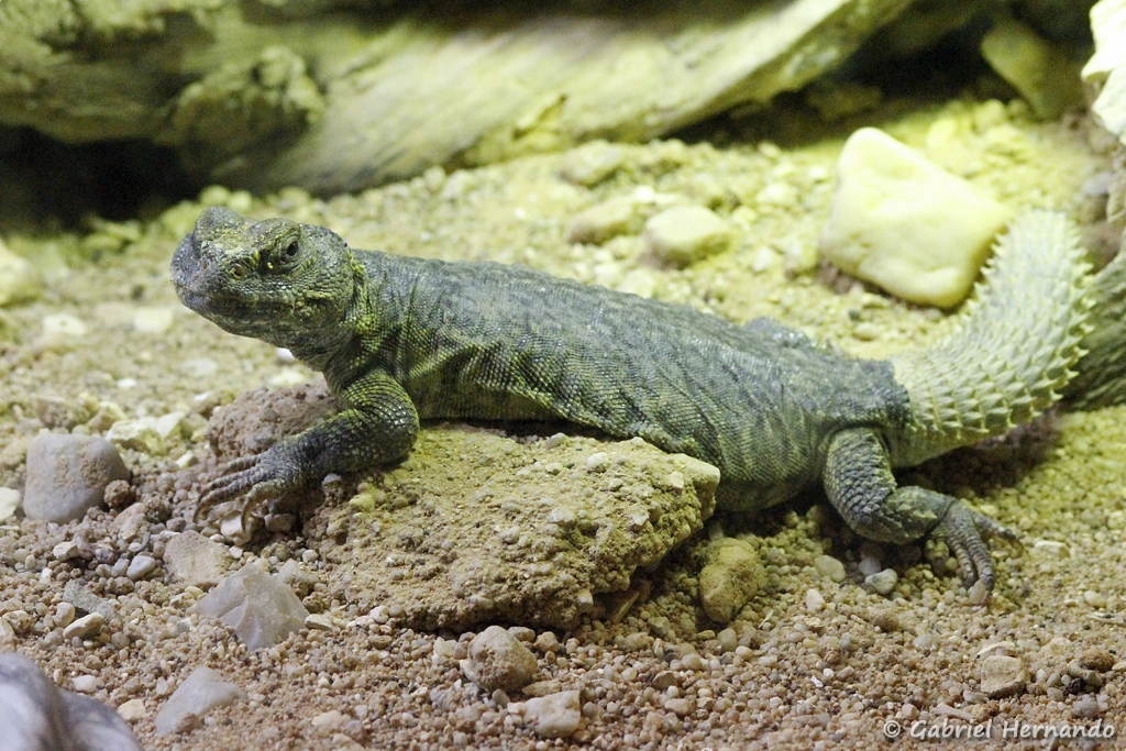 Uromastyx acanthinura (ZooParc de Beauval, mai 2025)
