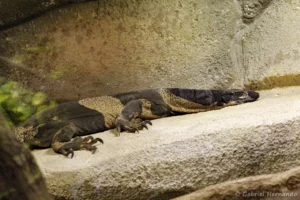 Varan bigarré - Varanus varius (ZooParc de Beauval, mai 2025)